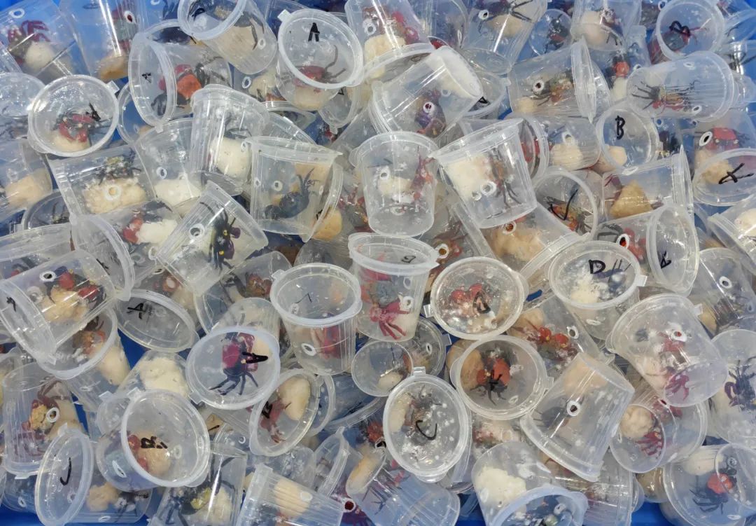 170只吸血鬼蟹“组团”进境，被海关一网打尽