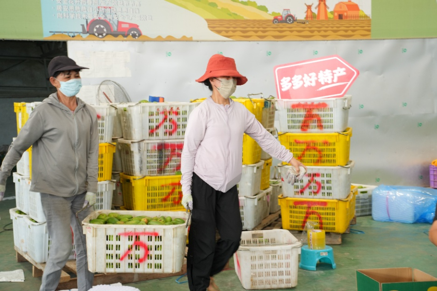首批海南荔枝上市，拼多多千亿扶持如何发起&quot;水果分级革命”？